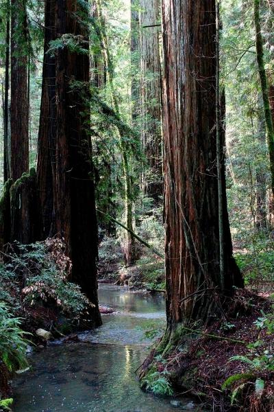 Redwood Serenity