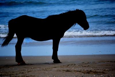 Moon Lit Horse on the Beach