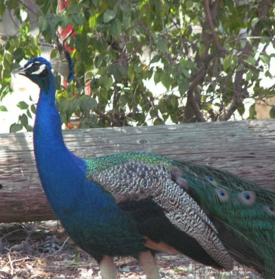 Peacock at KOA Santa Paula-1