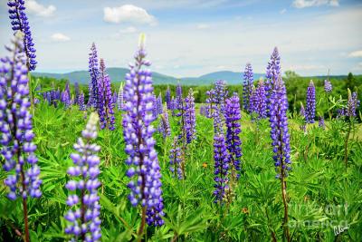 Rangeley, ME -A Field of Lupines
