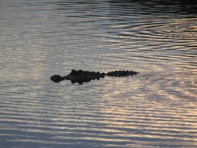 This photograph displays an alligator peaking it's upper body out of the rippling water.