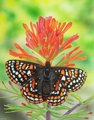 Taylor's Checkerspot Butterfly