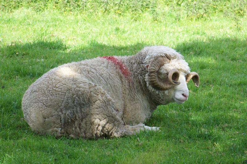 Sheep with Glasses