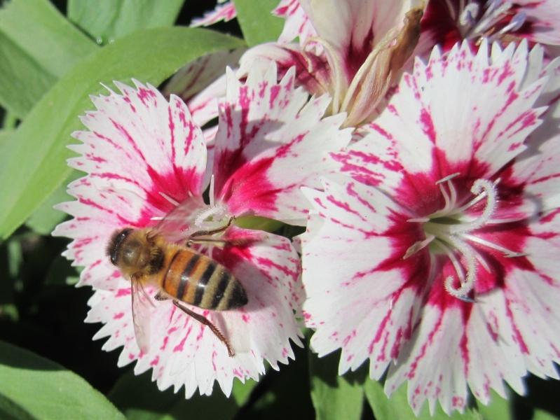 Bee on Pretty Flower