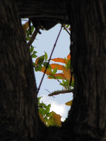  A Tree Frame