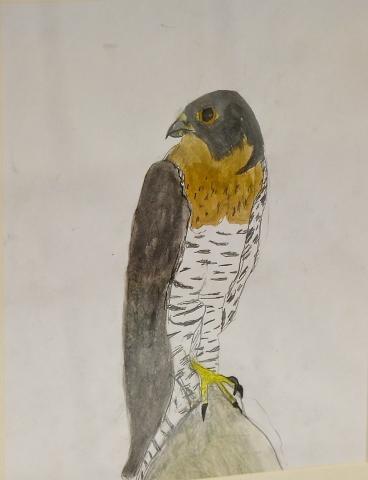 8th Annual Exhibit Peregrine Falcon