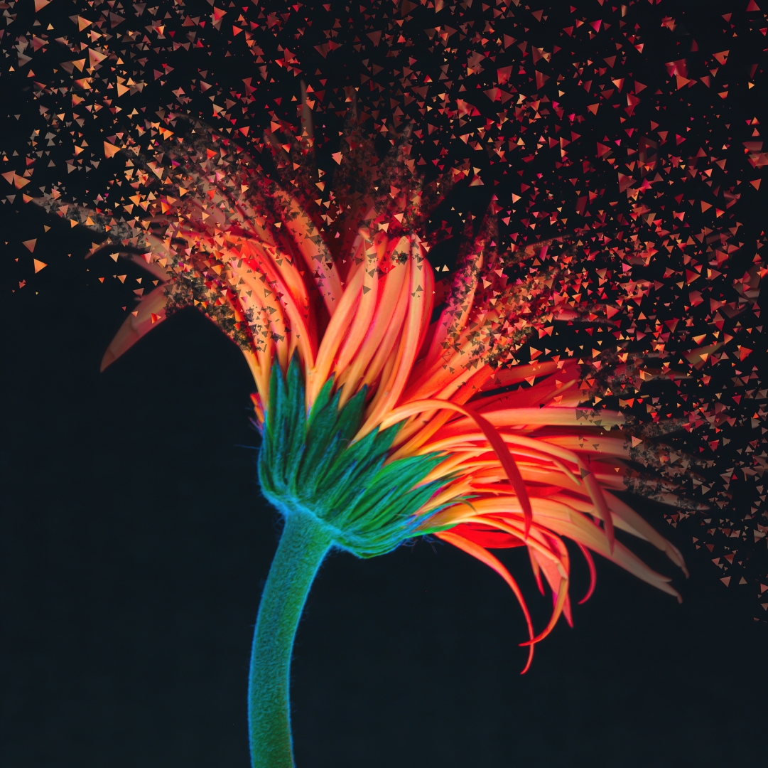 Photograph of an orange daisy exploding