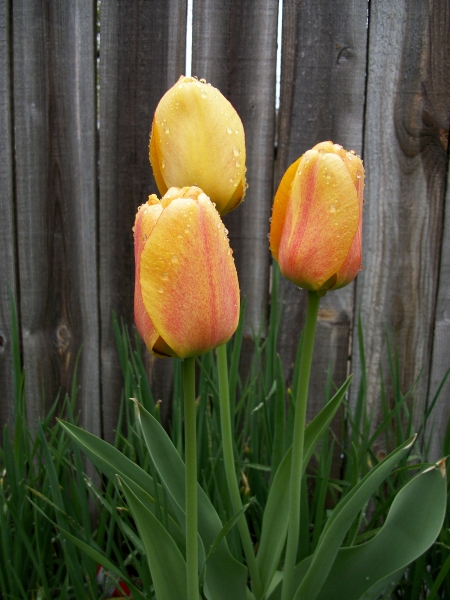 Rainey Day Tulip