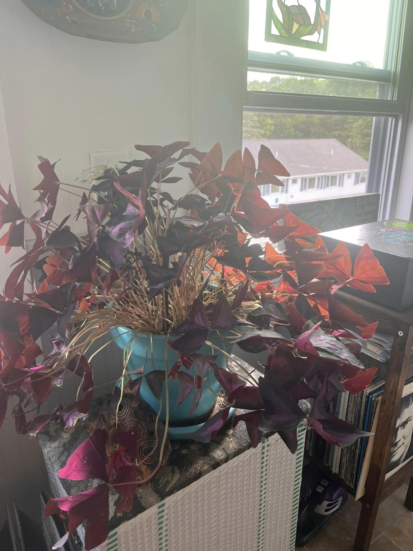 A large purple Oxalice plant sits in a sunny window