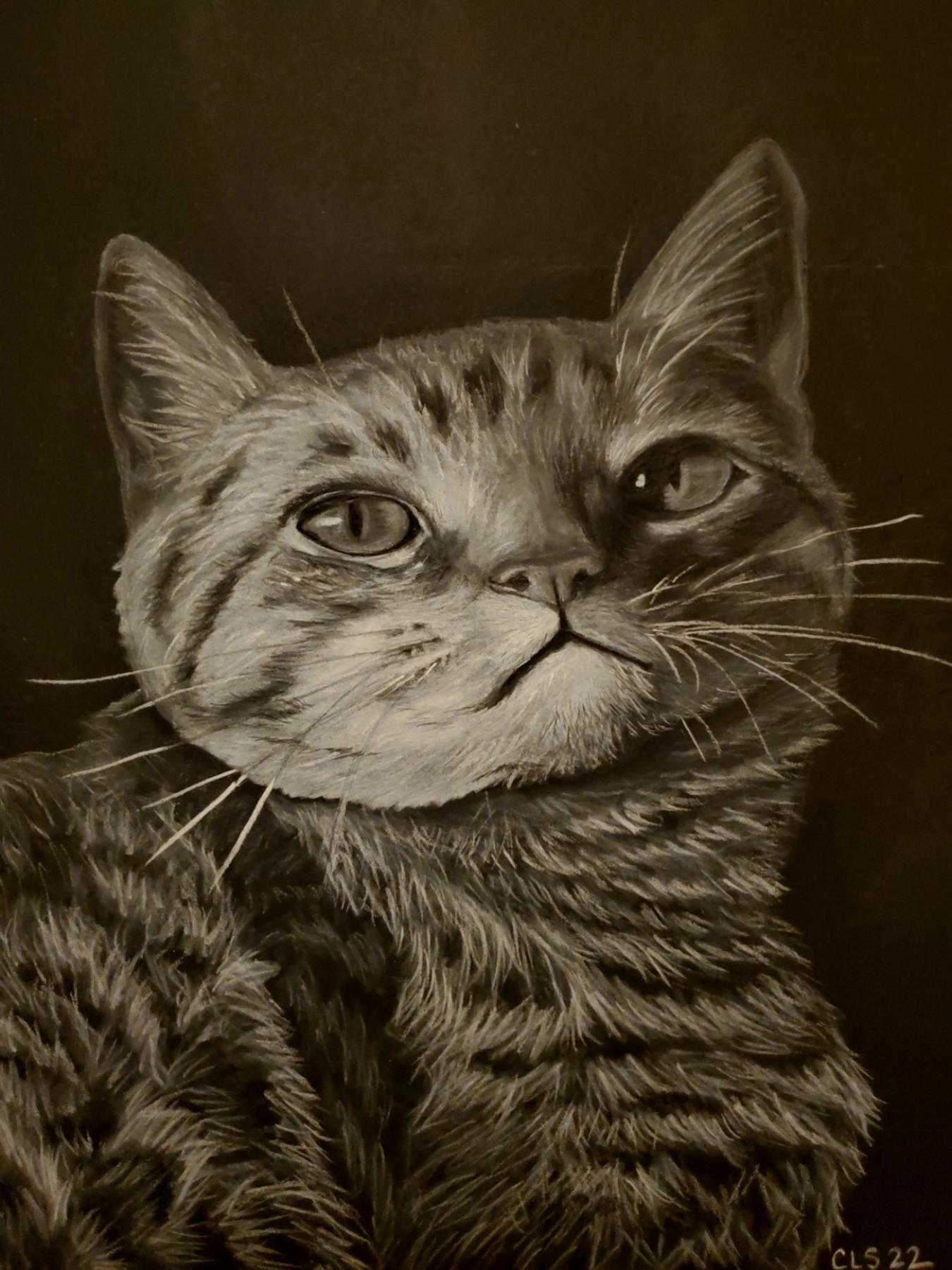 A tabby cat drawn in white charcoal on black paper.