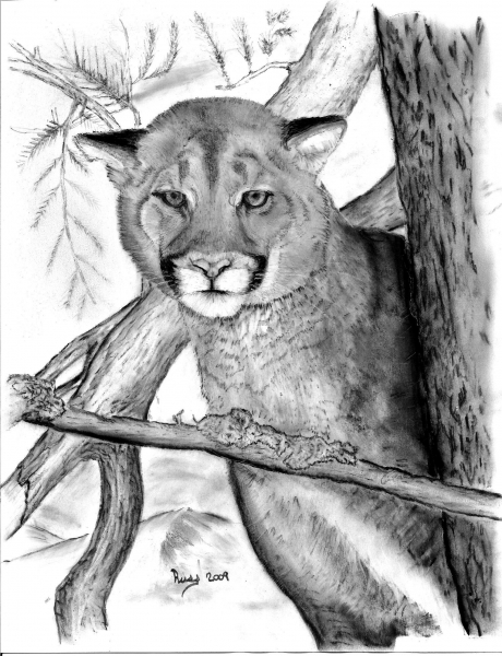 Cougar in Tree