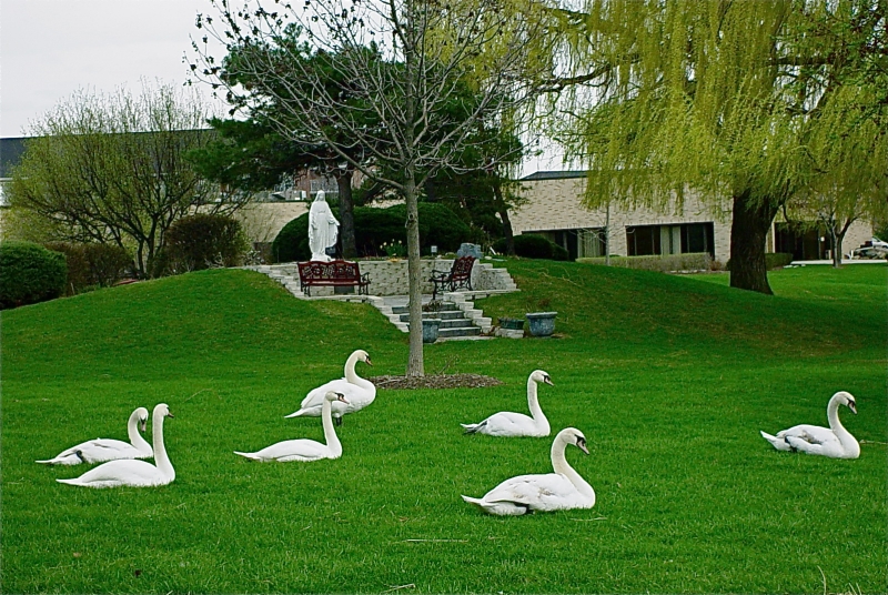 Seven Swans Basking 