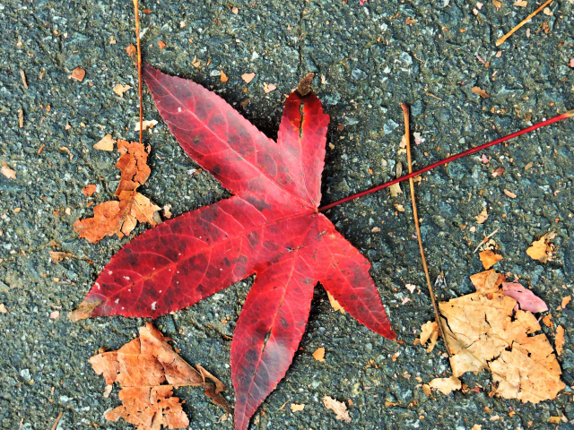 leaf, red, nature, beauty