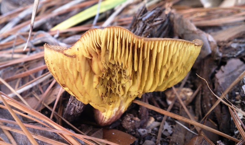 Mushroom underside