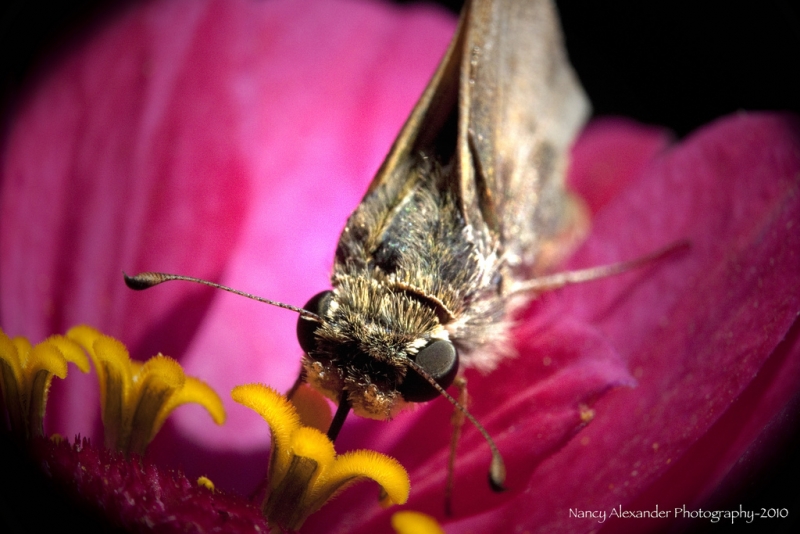 Macro of a Skipper Moth on Zinnia