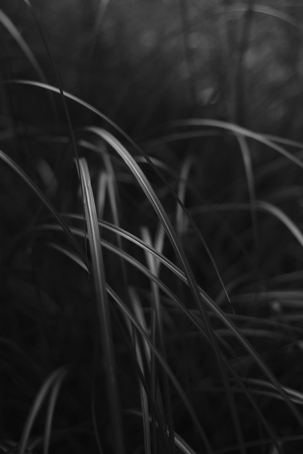 Monochrome photo of light falling on tall grasses using a narrow depth of field to highlight one area w/ background a pleasing blur.