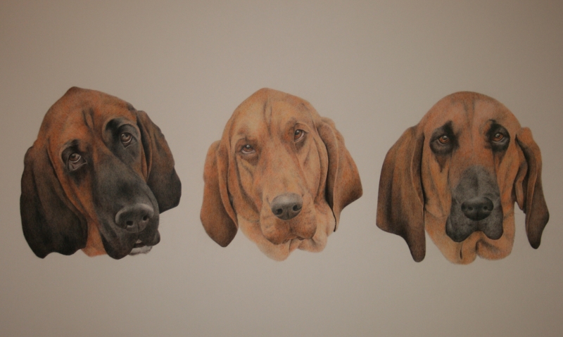 bloodhounds