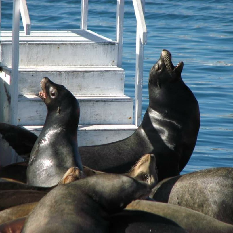 Channel Island Harbor - Seals