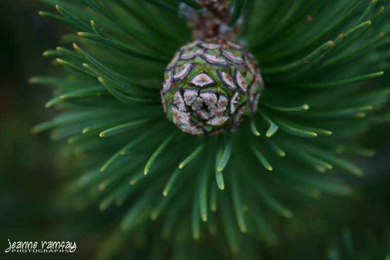 Early pinecone