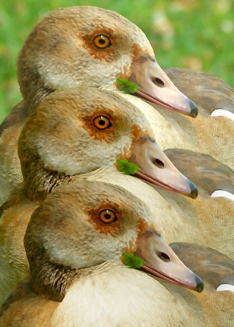 EGYPTIAN GEESE