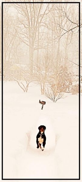 Jonas, storm, blizzard, snow, dog, mailbox