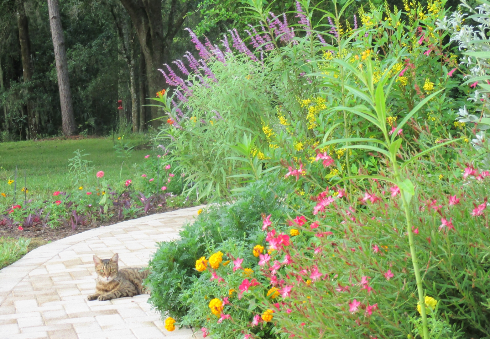 Cat in deer resistant flower garden