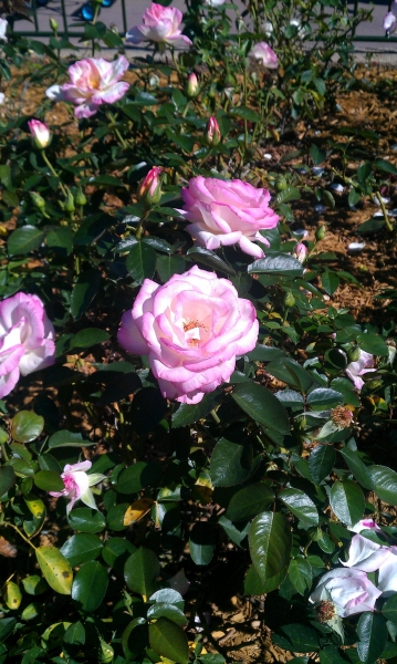 Perfect pink rose