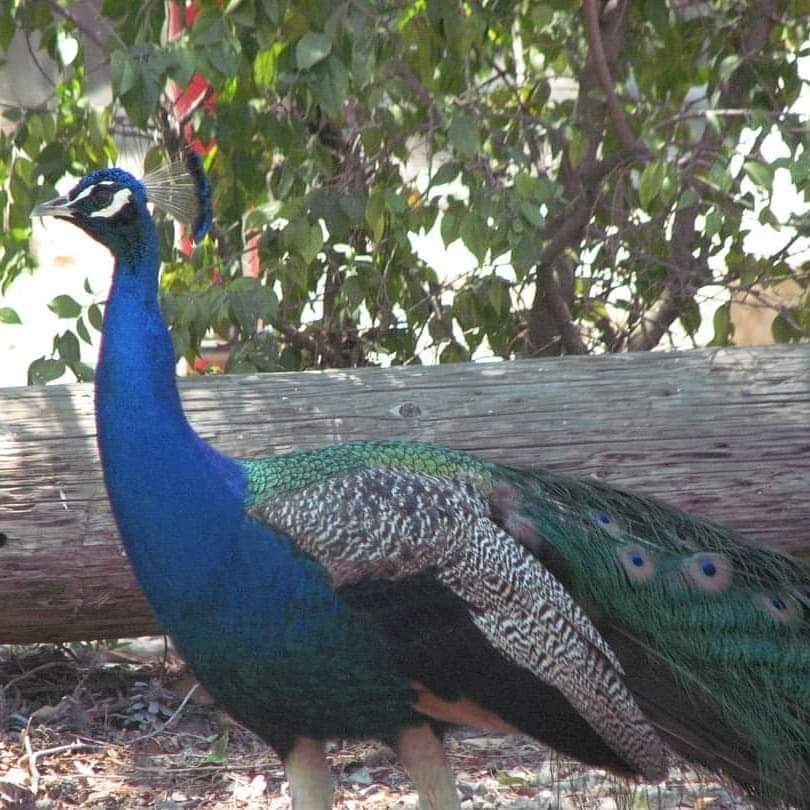 Peacock outside of KOA in Santa Paula