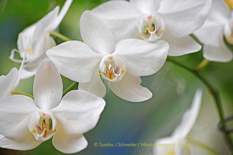 White Orchids - Phalaenopsis Aphrodite 'Motes', by Sundos J. Schneider