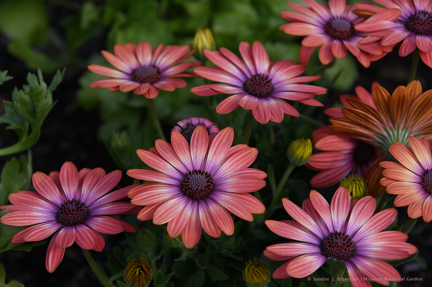 image of African Daisies