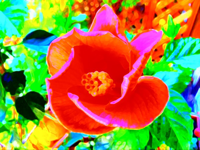 The colorful tulip