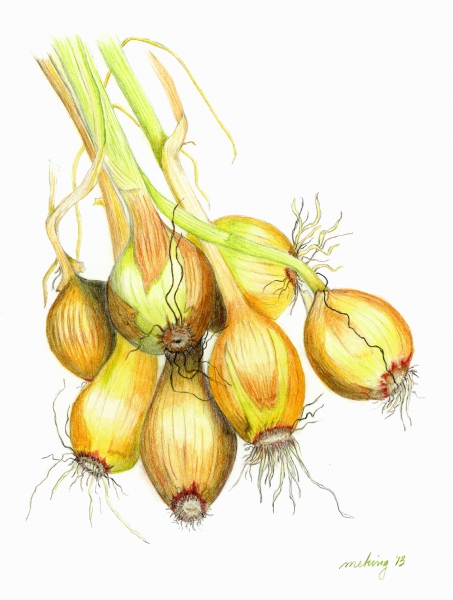 colored pencil drawing of garden onions