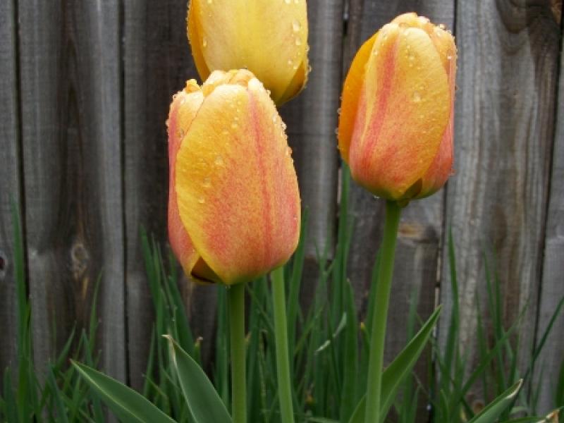 Rainey Day Tulip