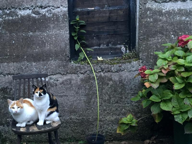Courtyard Kitties