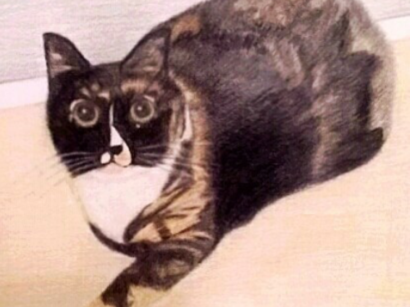 Cat using prismacolor