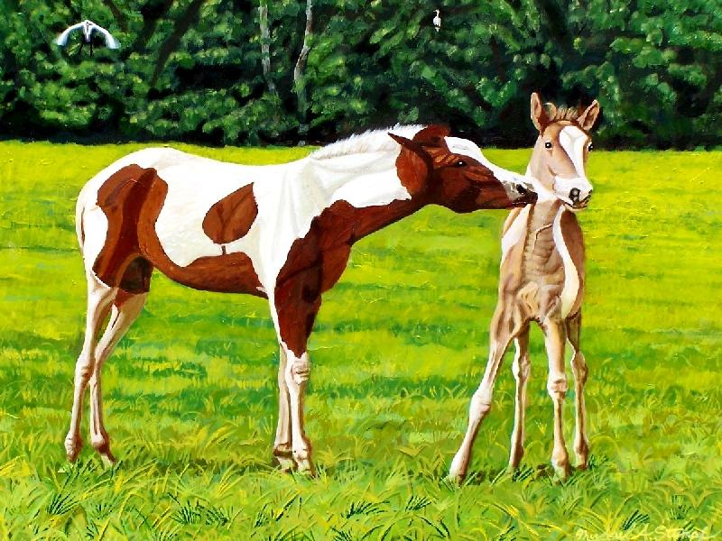 Chincoteague Foals