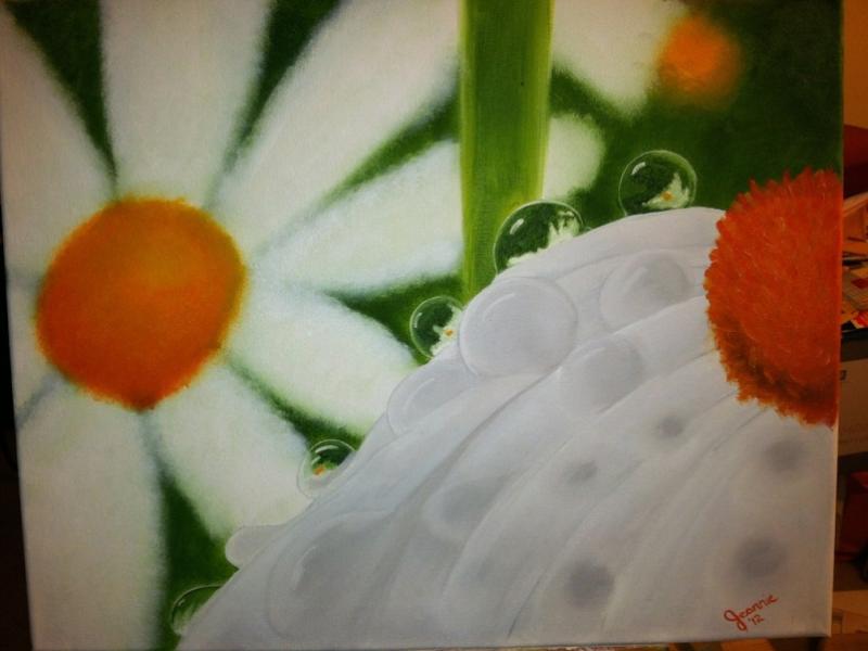 Daisies in dew