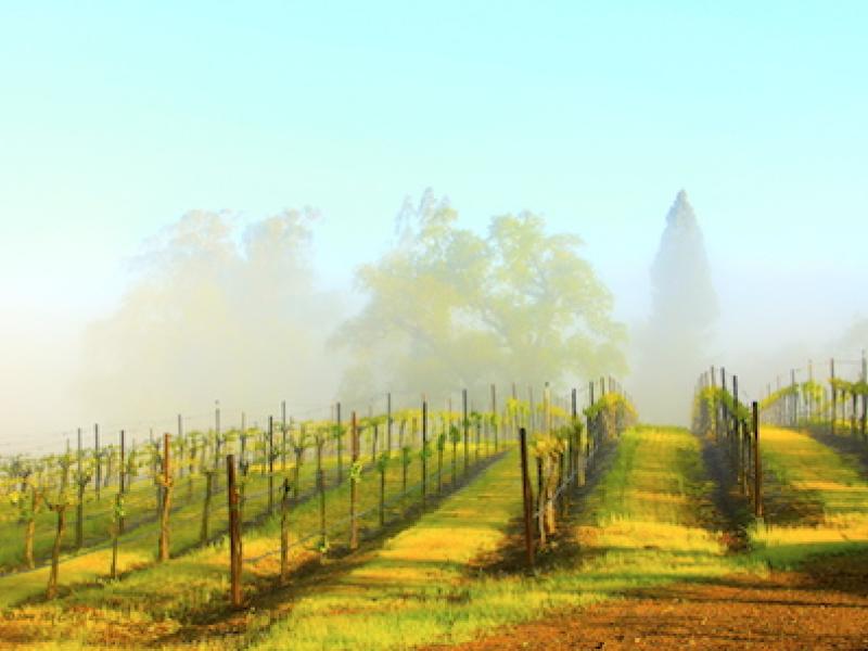 Vineyard Mist