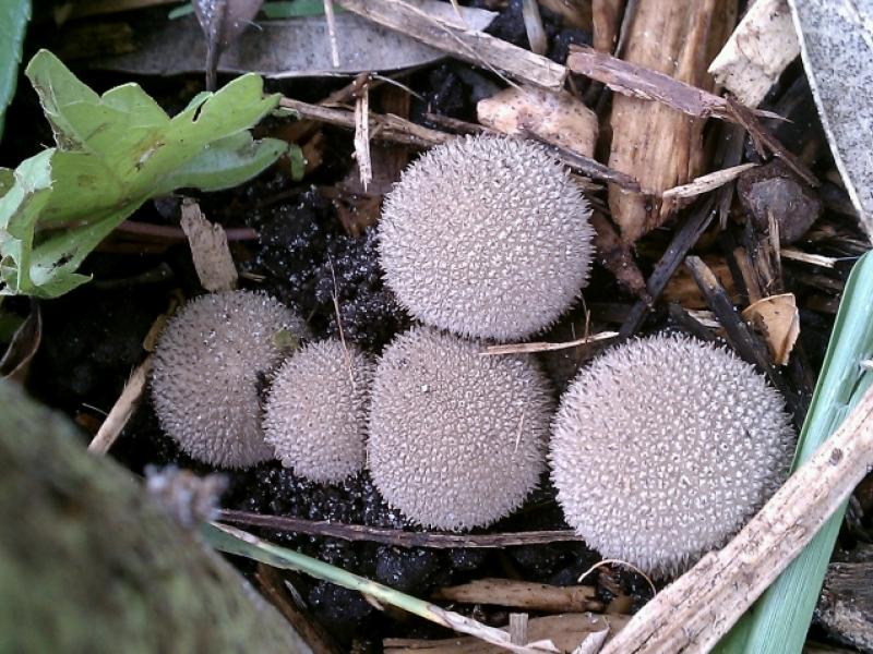 Puff mushrooms