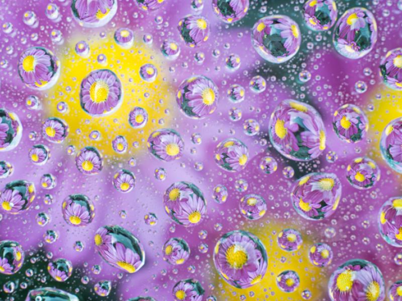 Natures wonder - New York Aster's magnified through beads of water