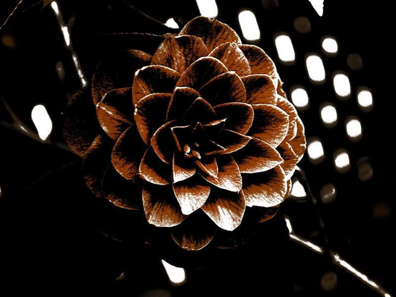 Sepia flower