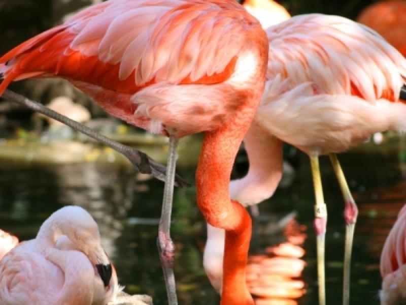 Sunny flamingo