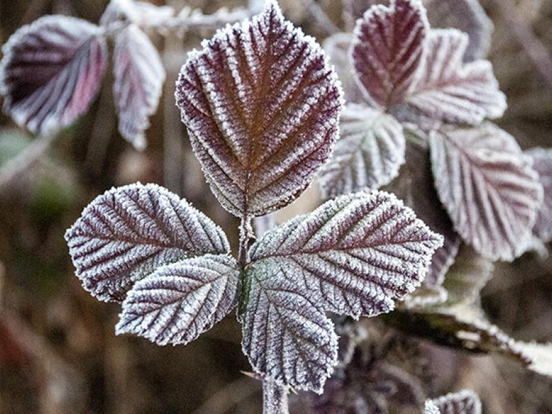 frosted blackberry