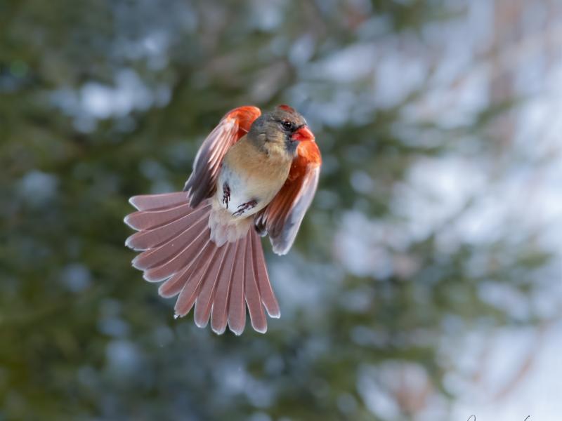 The orange angel-female northern cardinal