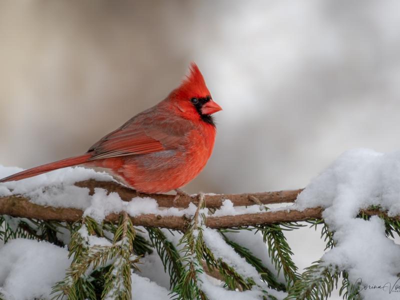 Male Northern Cardinal on a snowy branch
