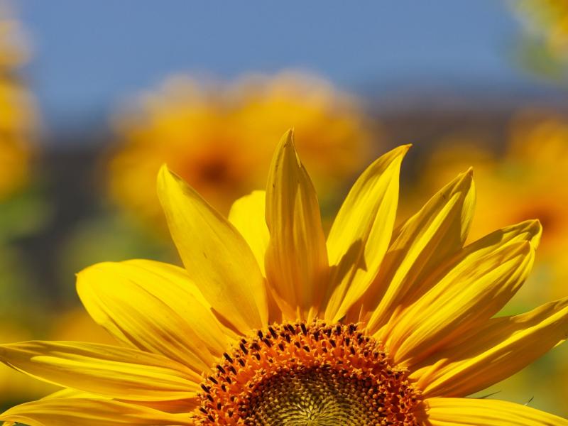 Sunflower Image 