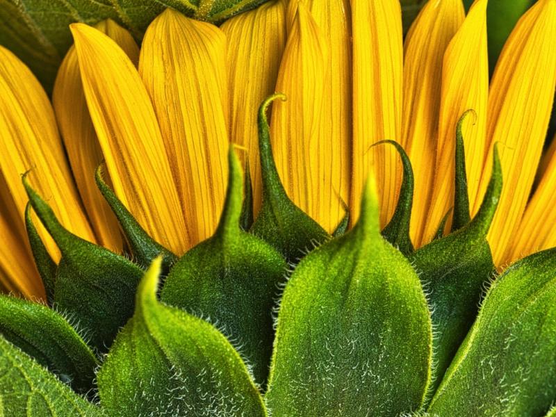 Image of parts of a sunflower