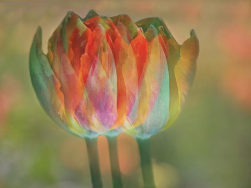Creative image of a tulip