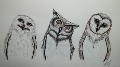 Sibling Owls