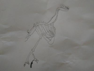 Skeleton of a Dodo Bird